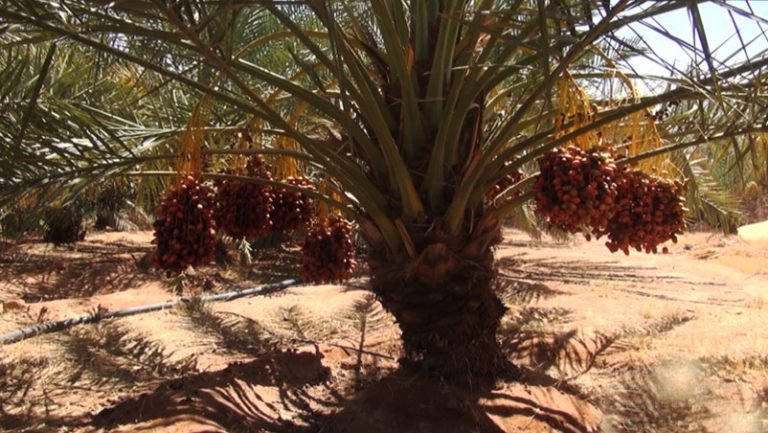 DATES-FARM-3