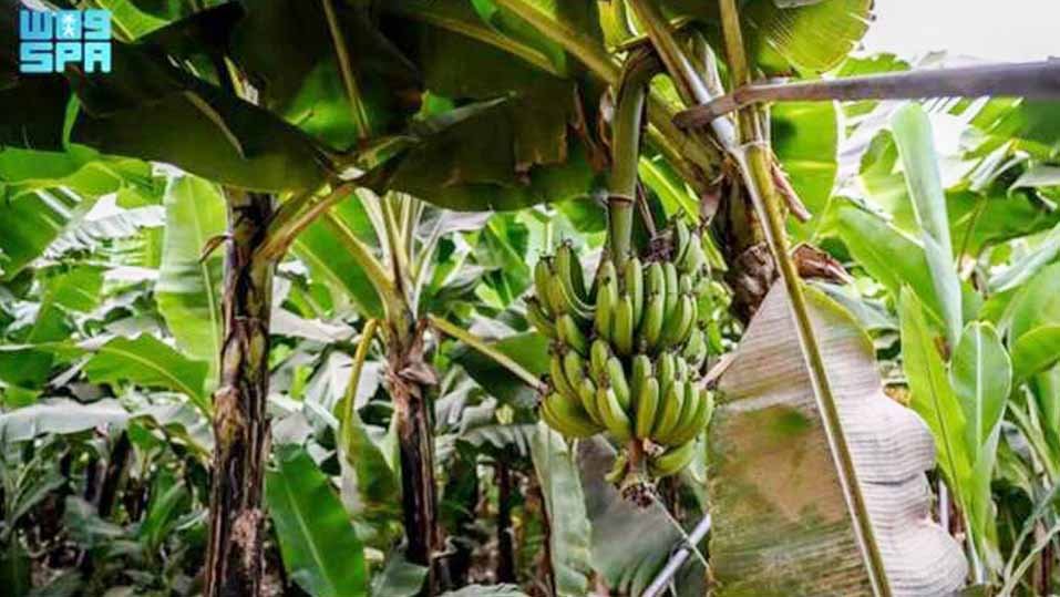 മധുരിക്കും ബാഹ; ‘ബനാന സിറ്റി’ വരുന്നു