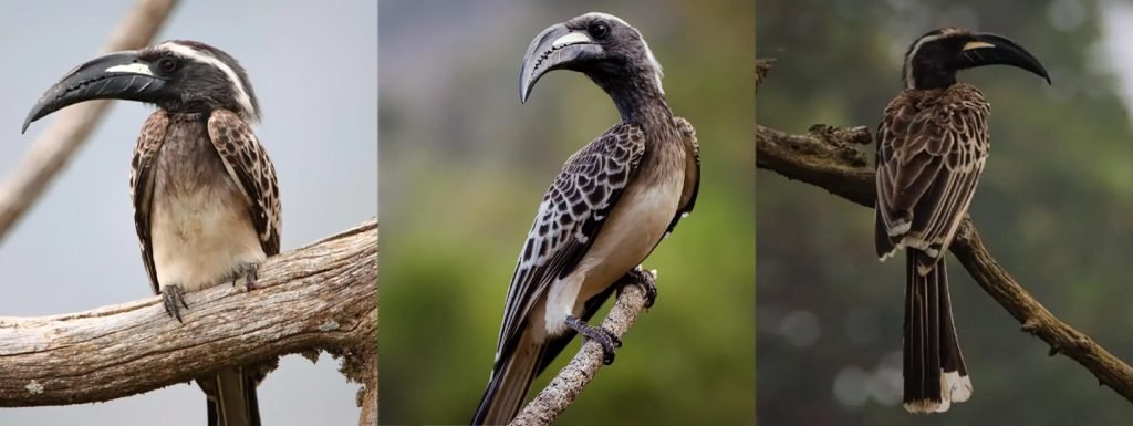 ജിസാനില്‍ കാവലാളായി ‘അബു മഅ്‌വല്‍’ പറവ