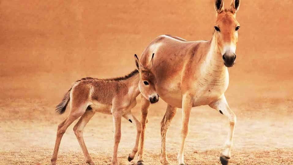 നൂറ്റാണ്ടിന് ശേഷം അത്ഭുതപ്പിറവി; സൗദി മരുഭൂമിയില് ഏഷ്യന് കാട്ടുഴുതകള് തിരിച്ചെത്തുന്നു