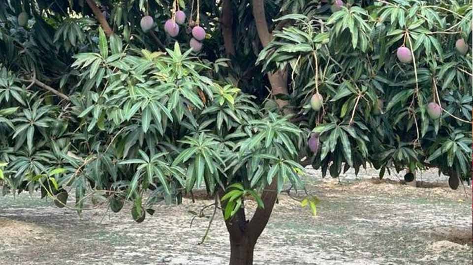 താഴ്വരകളില് പെയ്യുന്ന എഐ വസന്തം; റിജാല് അല്മയിലെ മാമ്പഴക്കനികള്